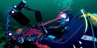 Octopus Playing With Divers Grabs the Camera and Takes Underwater Selfie (WATCH)