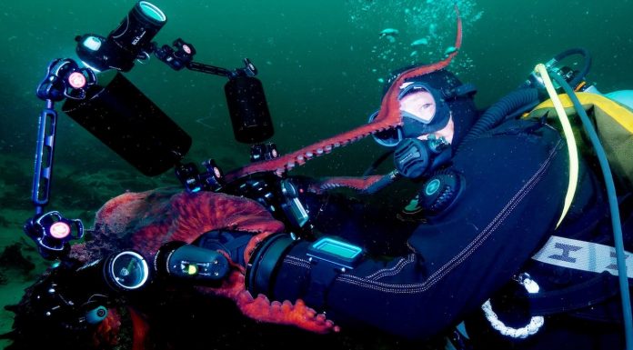 Octopus Playing With Divers Grabs the Camera and Takes Underwater Selfie (WATCH)